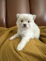 Bowie, a male Pomeranian for sale in Long Beach, CA – 4 of 5