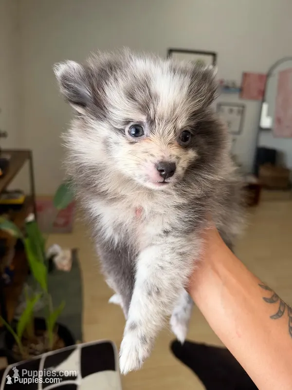 Mochi – Pomeranian puppy for sale in Long Beach, CA