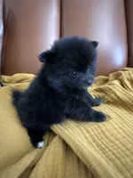 Onyx, a male Pomeranian for sale in Long Beach, CA – 2 of 5