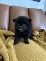 Onyx, a male Pomeranian for sale in Long Beach, CA – 5 of 5