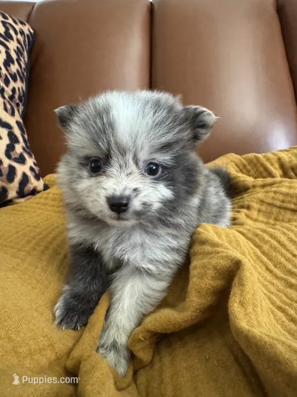 Mochi – Pomeranian puppy for sale in Long Beach, CA