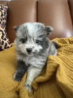 Mochi, a female Pomeranian for sale in Long Beach, CA – 1 of 7