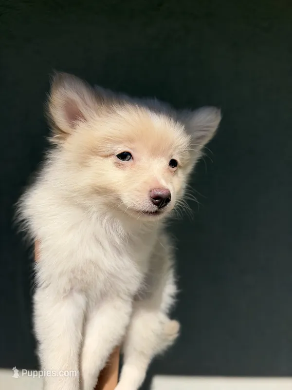 Beau – Pomeranian puppy for sale in Long Beach, CA