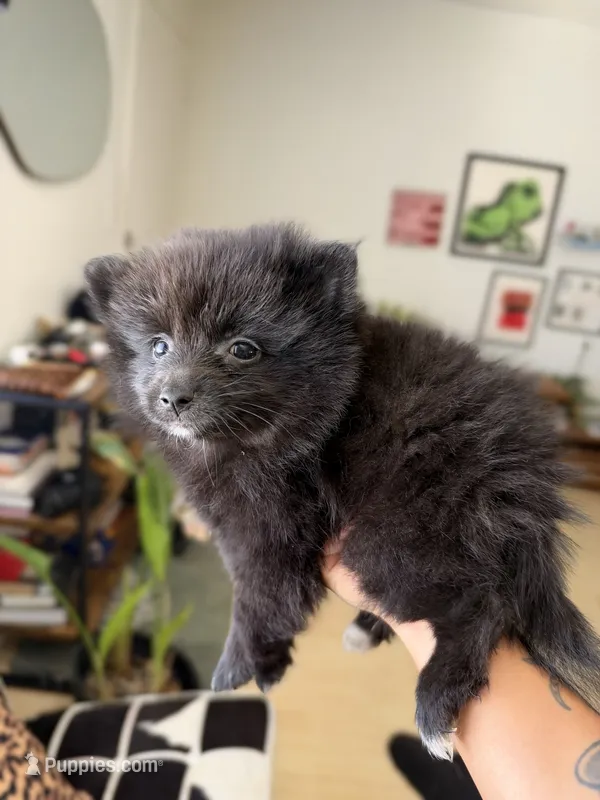 Onyx – Pomeranian puppy for sale in Long Beach, CA