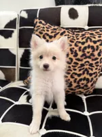 Beau, a male Pomeranian for sale in Long Beach, CA – 8 of 10