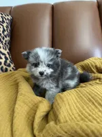 Mochi, a female Pomeranian for sale in Long Beach, CA – 4 of 7