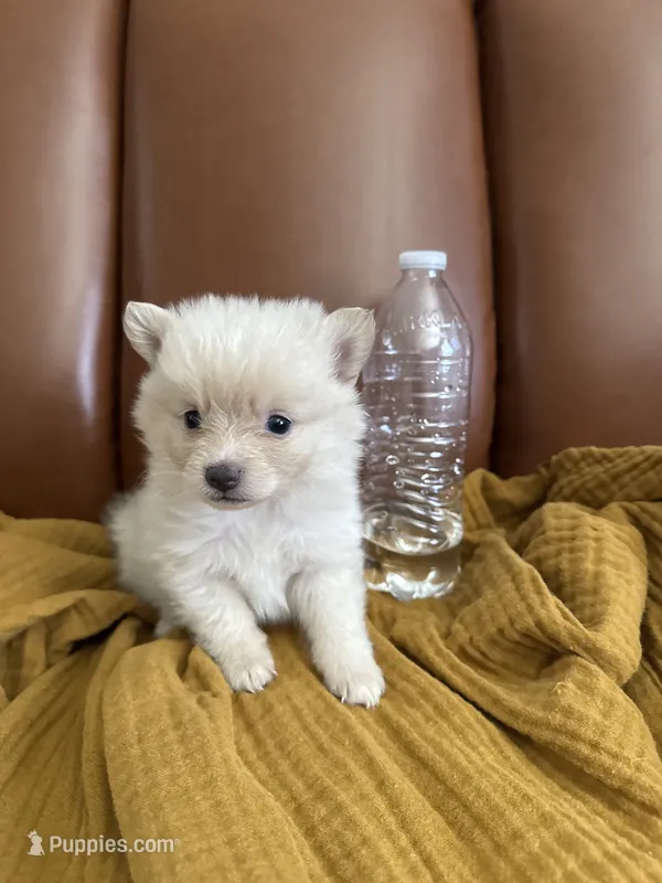 Bowie – Pomeranian puppy for sale in Long Beach, CA
