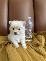 Bowie, a male Pomeranian for sale in Long Beach, CA – 1 of 5