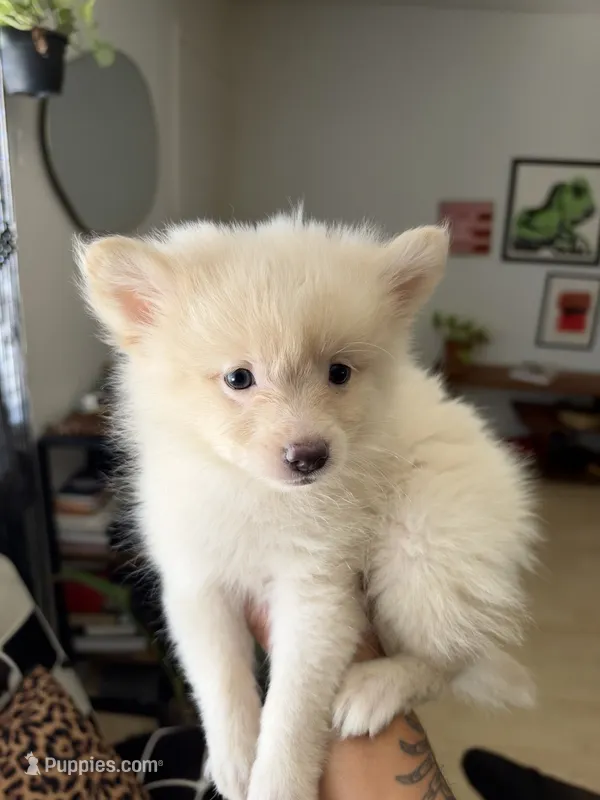 Bowie – Pomeranian puppy for sale in Long Beach, CA