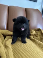 Onyx, a male Pomeranian for sale in Long Beach, CA – 3 of 5