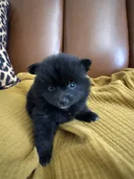 Onyx, a male Pomeranian for sale in Long Beach, CA – 4 of 5