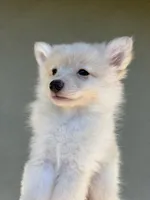 Beau, a male Pomeranian for sale in Long Beach, CA – 4 of 10
