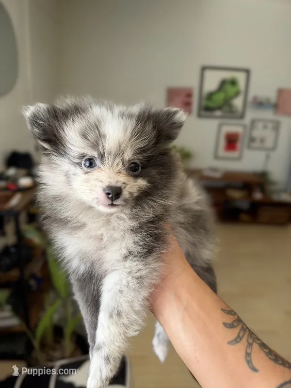 Mochi – Pomeranian puppy for sale in Long Beach, CA