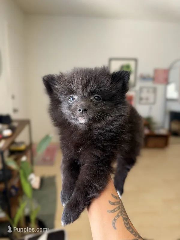 Onyx – Pomeranian puppy for sale in Long Beach, CA