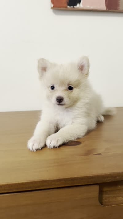 Bowie, a male Pomeranian for sale in Long Beach, CA – 5 of 5