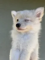 Beau, a male Pomeranian for sale in Long Beach, CA – 7 of 10