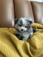 Mochi, a female Pomeranian for sale in Long Beach, CA – 3 of 7