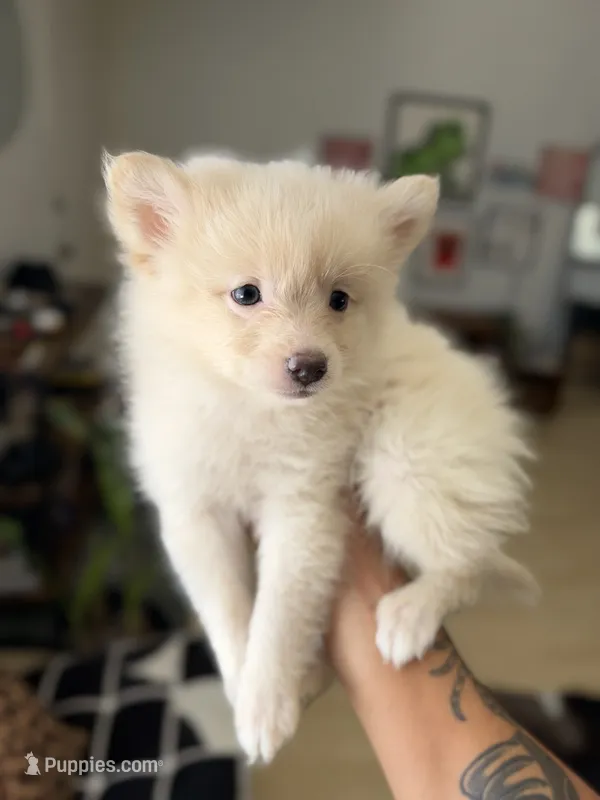 Bowie – Pomeranian puppy for sale in Long Beach, CA