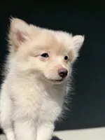 Beau, a male Pomeranian for sale in Long Beach, CA – 2 of 10