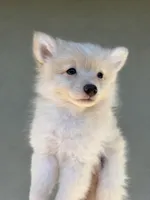 Beau, a male Pomeranian for sale in Long Beach, CA – 5 of 10