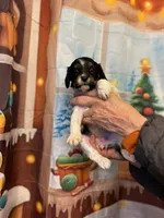 Charlie, a male Cavapoo for sale in Woodridge, NY – Photo 2 of 3