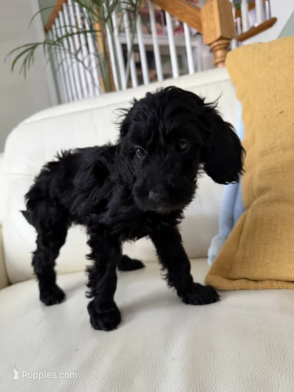 Lilac – Goldendoodle puppy for sale in Woodridge, NY