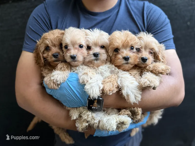 Peanut – Cavapoo puppy for sale in Woodridge, NY