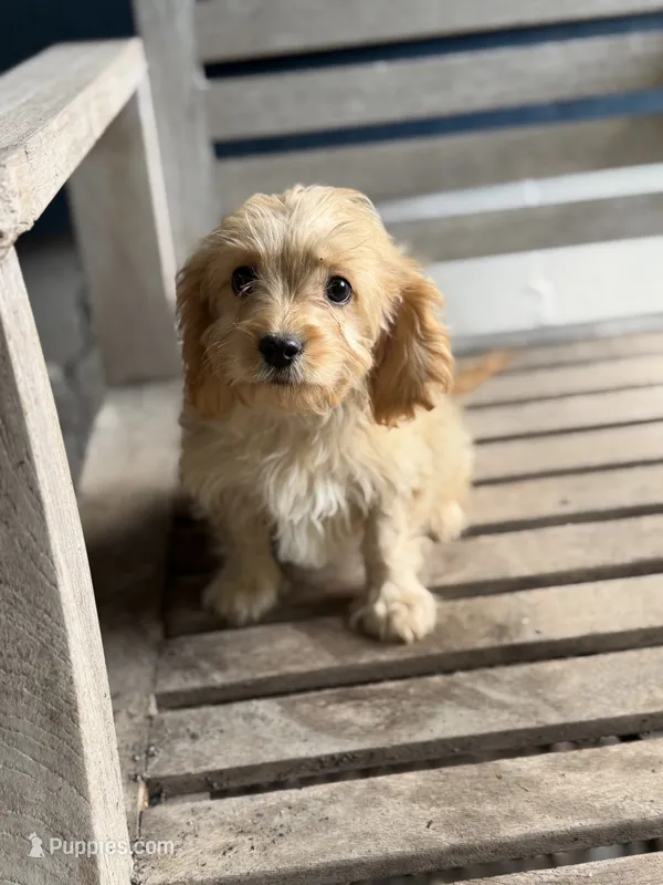 Peanut – Cavapoo puppy for sale in Woodridge, NY