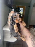 Lester, a male Cavapoo for sale in Woodridge, NY – Photo 1 of 2