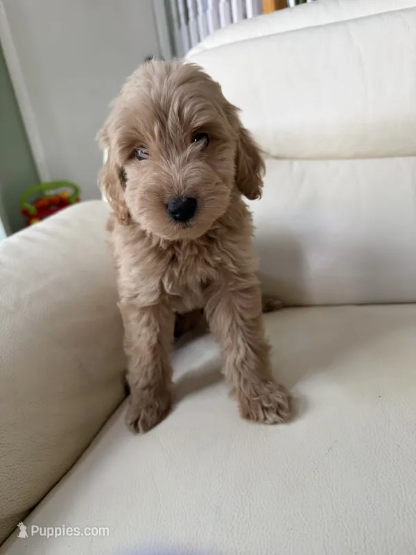 Kyle – Goldendoodle puppy for sale in Woodridge, NY