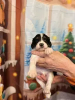 Luke, a male Cavapoo for sale in Woodridge, NY – Photo 2 of 3