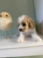 Peter, a male Cavapoo for sale in Woodridge, NY – Photo 1 of 2