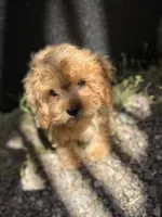 Bruno, a male Cavapoo for sale in Woodridge, NY – 2 of 5
