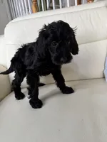 Lilac, a female Goldendoodle for sale in Woodridge, NY – 2 of 2