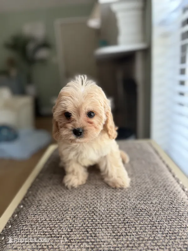 Cookie – Cavapoo puppy for sale in Woodridge, NY
