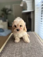 Cookie, a male Cavapoo for sale in Woodridge, NY – 2 of 2
