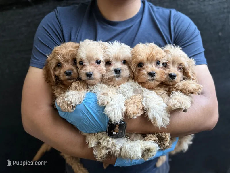 Cookie – Cavapoo puppy for sale in Woodridge, NY