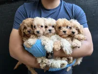 Cookie, a male Cavapoo for sale in Woodridge, NY – 1 of 2