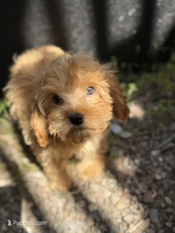 Bruno – Cavapoo puppy for sale in Woodridge, NY