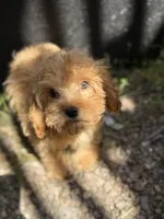 Bruno, a male Cavapoo for sale in Woodridge, NY – 1 of 5