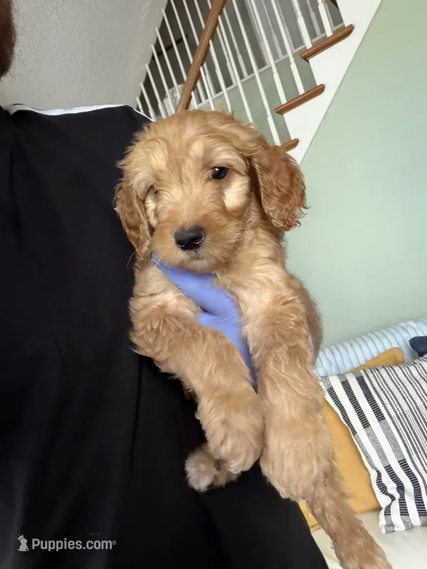 Lilian – Goldendoodle puppy for sale in Woodridge, NY
