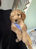 Lilian, a male Goldendoodle for sale in Woodridge, NY – 1 of 1