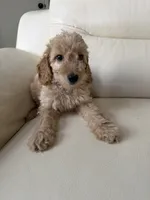 Ryan, a male Goldendoodle for sale in Woodridge, NY – 2 of 2