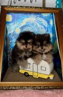 Bearemy, a male Pomeranian for sale in Woodridge, NY – Photo 2 of 5