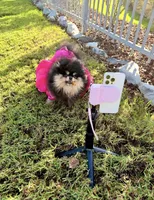 Bearemy, a male Pomeranian for sale in Woodridge, NY – Photo 5 of 5