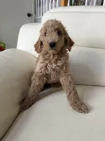 Brownie, a male Goldendoodle for sale in Woodridge, NY – 1 of 2