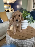 Kylie , a female Cavapoo for sale in Woodridge, NY – Photo 1 of 2