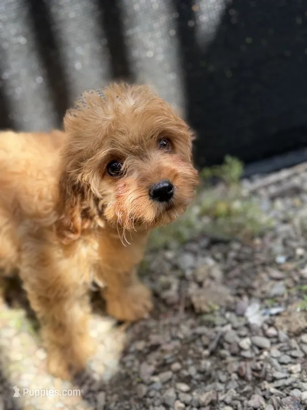 Candy – Cavapoo puppy for sale in Woodridge, NY