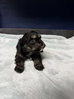 Colon, a male Cavapoo for sale in Woodridge, NY – Photo 3 of 3