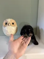 Colon, a male Cavapoo for sale in Woodridge, NY – Photo 2 of 3